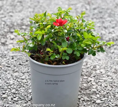 A Rose 'Flower Carpet Scarlet' plant for sale in early spring at The Plant Company nursery.