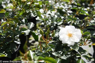 rose-flower-carpet-white--1
