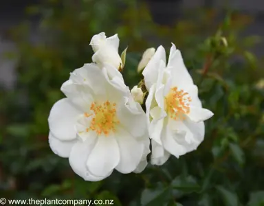 rose-flower-carpet-white--2