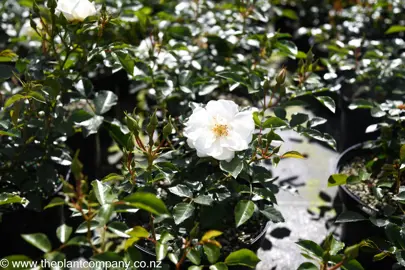 rose-flower-carpet-white-