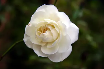 A stunning white 'Iceberg' rose flower.