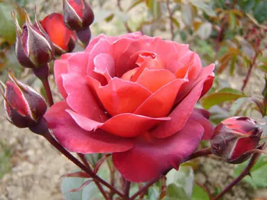 rose-kiwi-1
