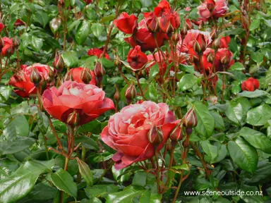 rose-kiwi-2