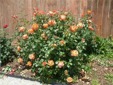 rose-oranges-and-lemons-4