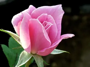 rose-pink-baby-1