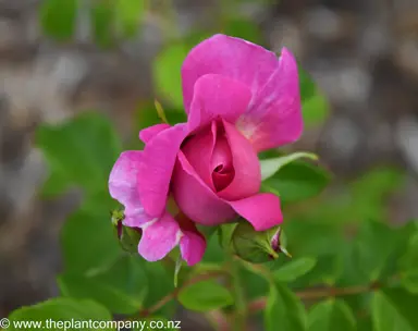 Pink flower opening on Rose 'Princess Anne'.