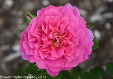 Large and colourful pink flower on Rose 'Princess Anne'.
