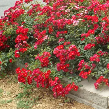 rose-flower-carpet-red-