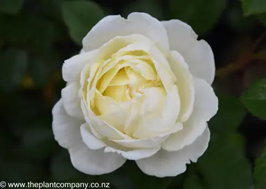 A stunning cream-white flower from the climbing rose 'Sir Edmund Hillary'.