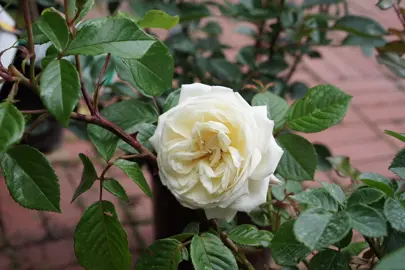A cream flower amidst lush green foliage on the climbing rose 'Sir Edmund Hillary'.