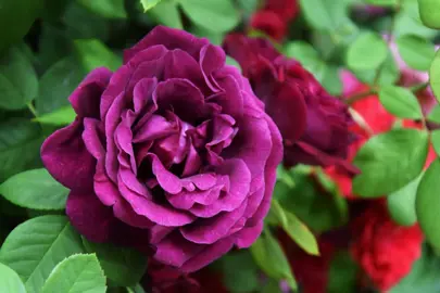 Rose 'Souvenir du Docteur Jamain' dark purple flower.