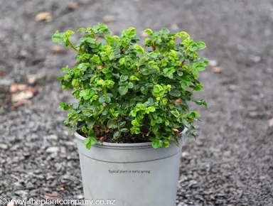 Rose 'Violet Serenity' plant in early spring for sale at The Plant Company nursery.