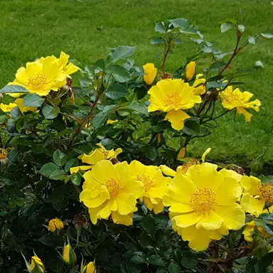 rose-yellow-splash-1