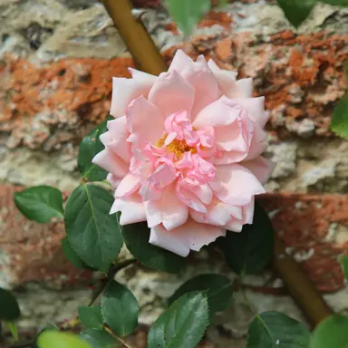 climbing-rose-albertine-1
