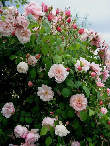 climbing-rose-albertine-3