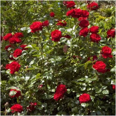 dublin-bay-climbing-rose-7