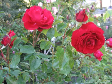 dublin-bay-climbing-rose-8