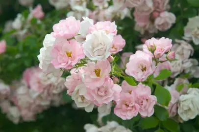 rose-flower-carpet-apple-blossom-