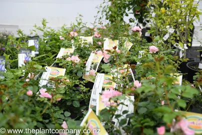 rose-flower-carpet-apple-blossom-10