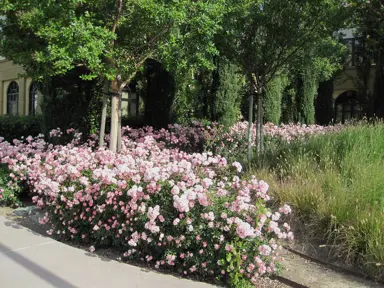 rose-flower-carpet-apple-blossom-4