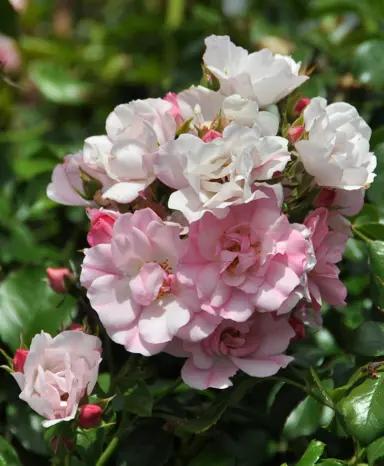 rose-flower-carpet-apple-blossom-6