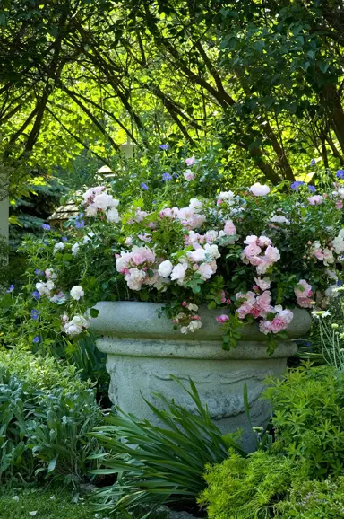 rose-flower-carpet-apple-blossom-8