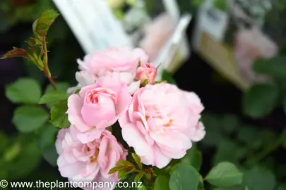 rose-flower-carpet-apple-blossom-9