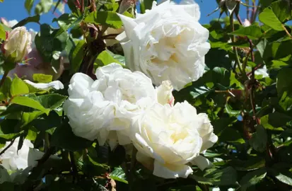 climbing-rose-sir-edmund-hillary-1