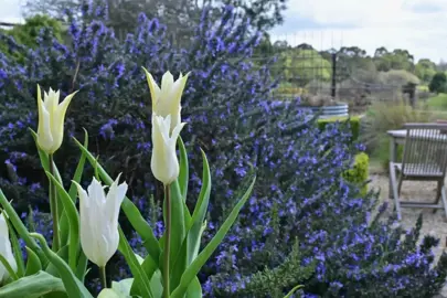 rosemary-blue-lagoon--1