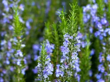 rosemary-blue-lagoon--2