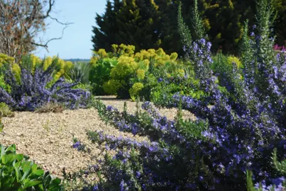 rosmarinus-officinalis-blue-lagoon-