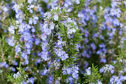 rosemary-tuscan-blue--1