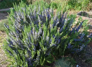 rosemary-tuscan-blue-