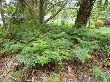 Rumohra adiantiformis ferns in a woodland garden.