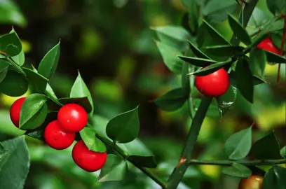 Ruscus aculeatus plant with green foliage and red berries.
