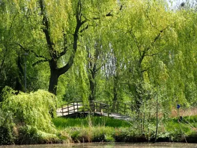 Salix babylonica (Weeping Willow) specimen trees growing over water.