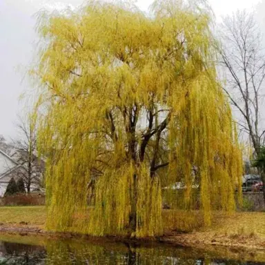 salix-pendula-aurea-