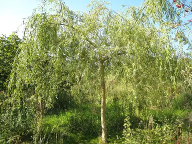 salix-pendula-aurea-2