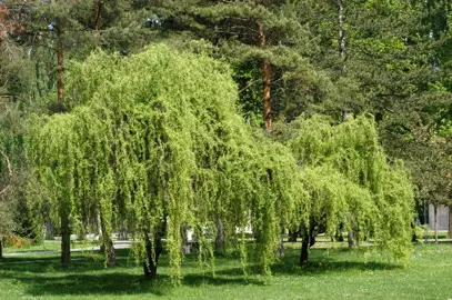 salix-matsudana-tortuosa-