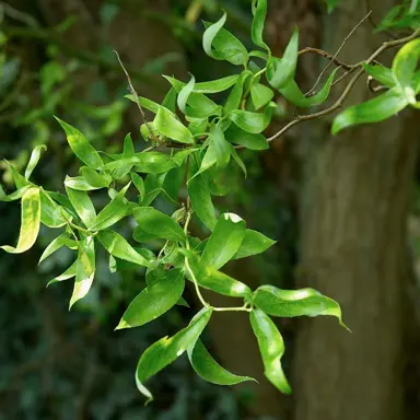 salix-matsudana-tortuosa-3