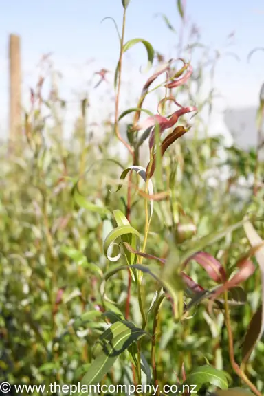 salix-matsudana-tortuosa-5