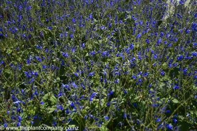 Salvia 'Blue Angel' plants for sale at The Plant Company nursery.
