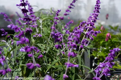 Purple flowers on Salvia leucantha.