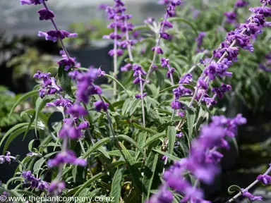 Salvia leucantha purple flowers.