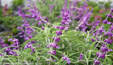 Salvia leucantha purple flowers and green foliage.