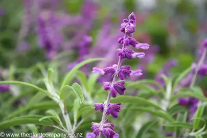 Salvia leucantha purple flower.