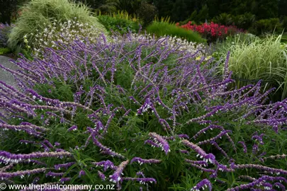 Large Salvia leucantha plant with purple flowers and green foliage.