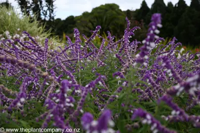 Purple and white flowers on Salvia leucantha.