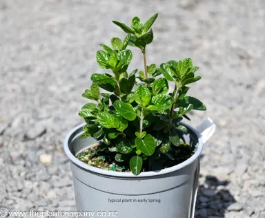 Salvia 'Riverton Red' plant for sale at The Plant Company nursery in Spring.