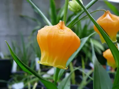sandersonia-aurantiaca-
